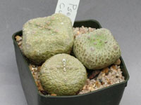 Pseudolithos cubiformis