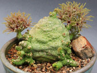 Pseudolithos cubiformis