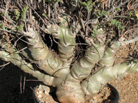 Pelargonium carnosum