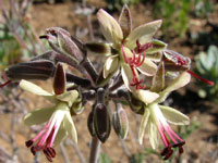 Pelargonium carnosum