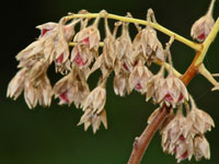 Pachycormus discolor