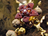 Pseudolithos mccoyi