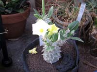 Pachypodium rosulatum