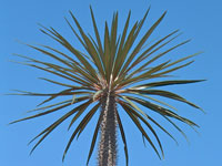 Pachypodium geayi