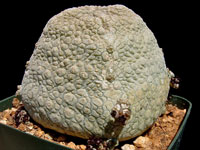 Pseudolithos harardheranus