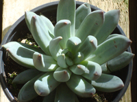 Pachyphytum hookeri