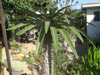 Pachypodium lamerei