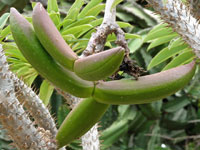 Pachypodium lamerei