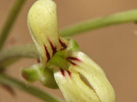 Pelargonium luteolum