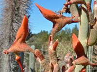 Pedilanthus macrocarpus