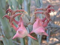 Pedilanthus macrocarpus