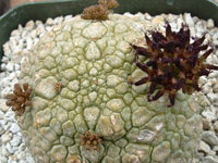 Pseudolithos migiurtinus