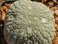 Pseudolithos migiurtinus