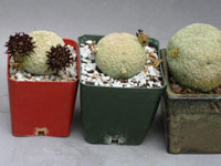 Pseudolithos migiurtinus