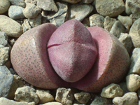 Pleiospilos nelii