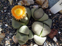 Pleiospilos nelii