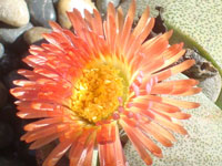 Pleiospilos nelii