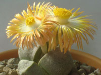 Pleiospilos nelii