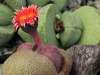 Pleiospilos nelii