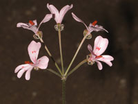 Pelargonium nephrophyllum
