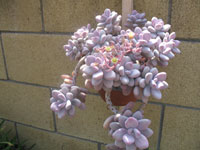 Pachyphytum oviferum