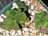 Pelargonium punctatum