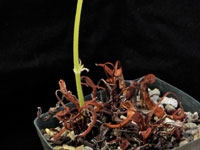 Pelargonium radicatum