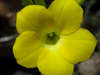 Pachypodium rosulatum