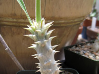 Pachypodium rosulatum