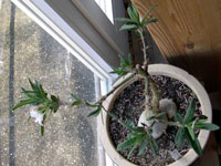 Pachypodium succulentum