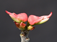 Pedilanthus tithymaloides