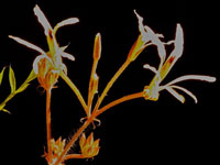 Pelargonium undulatum