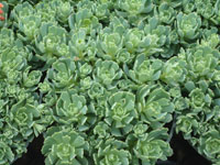 Rhodiola pachyclados