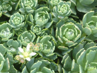 Rhodiola pachyclados