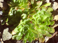 Rosularia platyphylla