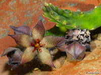 Stapelia acuminata