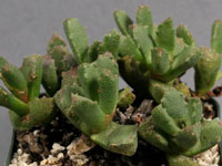 Stomatium acutifolium