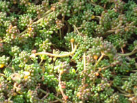 Sedum album