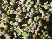 Sedum amecamecanum