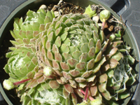 Sempervivum arachnoideum