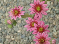 Sempervivum arachnoideum