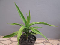 Sansevieria arborescens