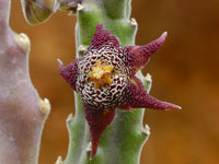 stapelia arenosa