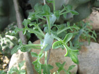 Senecio articulatus