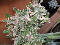 Senecio articulatus