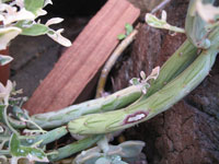 Senecio articulatus