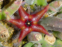 stapelia asterias