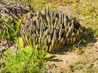 Stapelia asterias