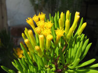 Senecio barbertonicus