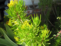 Senecio barbertonicus